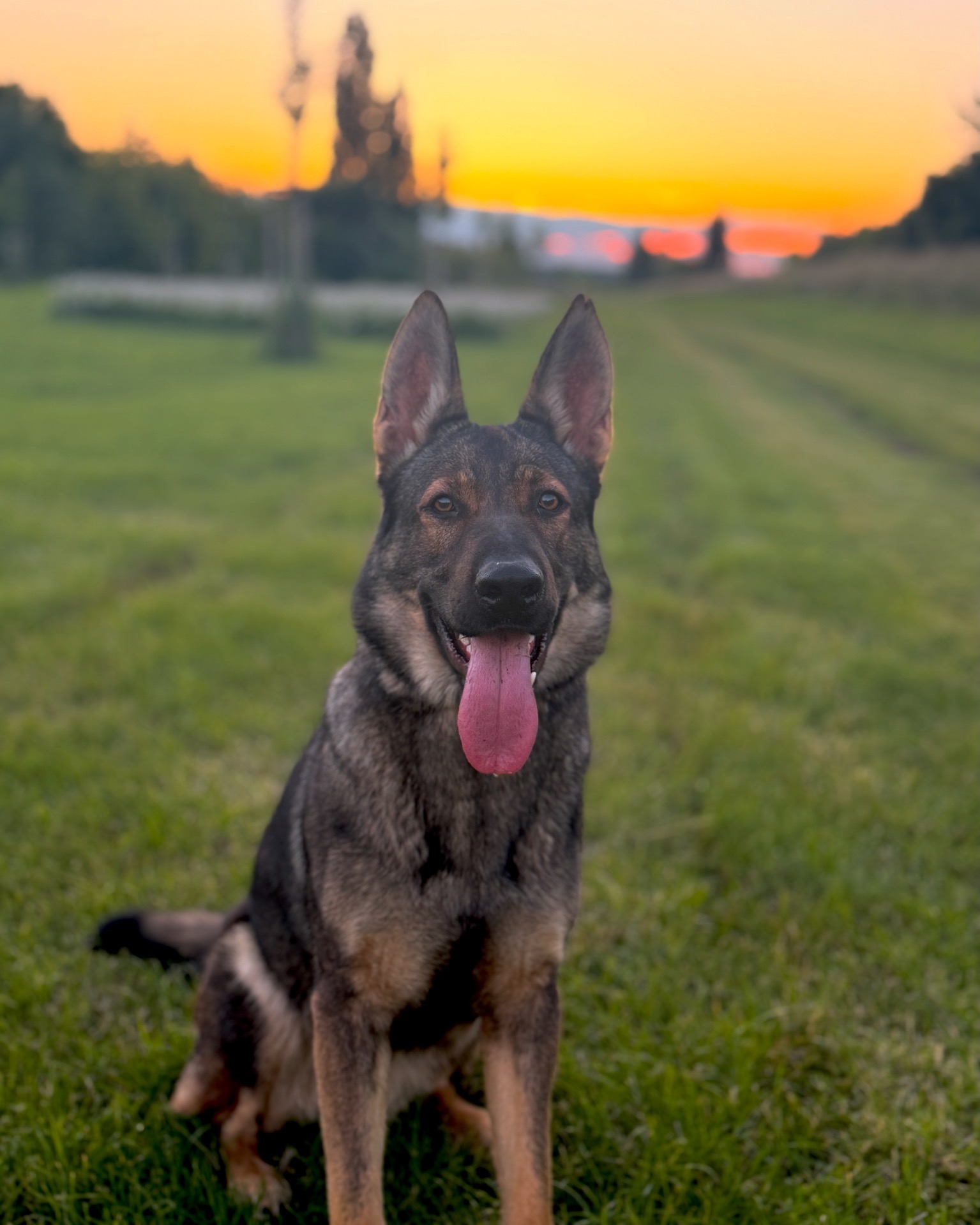 DASHA FERNEM ( HD/ED 0) - IGP1 Henesy z Cagova ráje (HD/ED 0) X SVV1 Zacck z Get-Pet (HD/ED 0) 