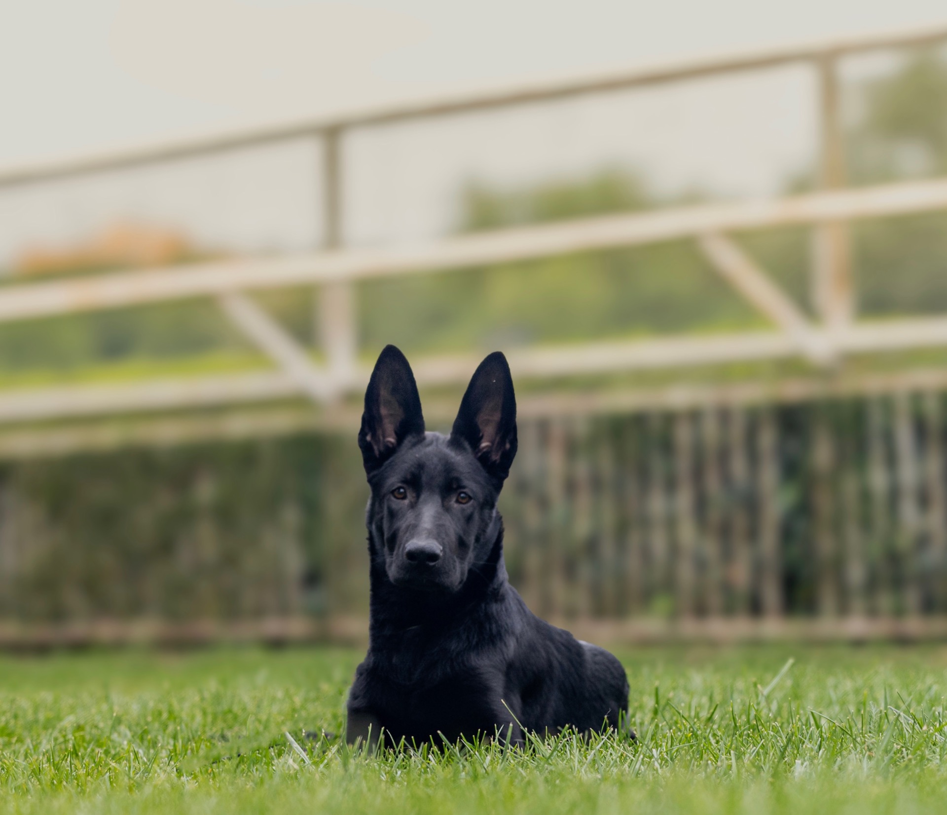 BELLATRIX ASTEIWA - IGP3 Ares spod Čerenca (HD/ED 0, DM N/N) X IGP2 Visa Artikau (HD/ED 0, DM N/N) 